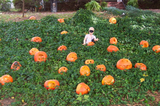 halloween_pumpkin.jpg