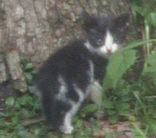 kitten.jpg