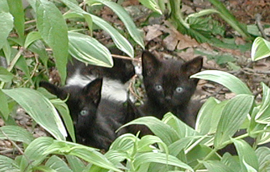 kittens2.jpg